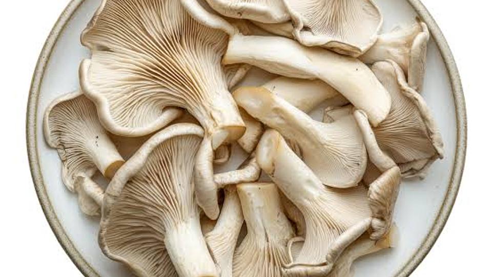 Setas ostra, seta de cardo